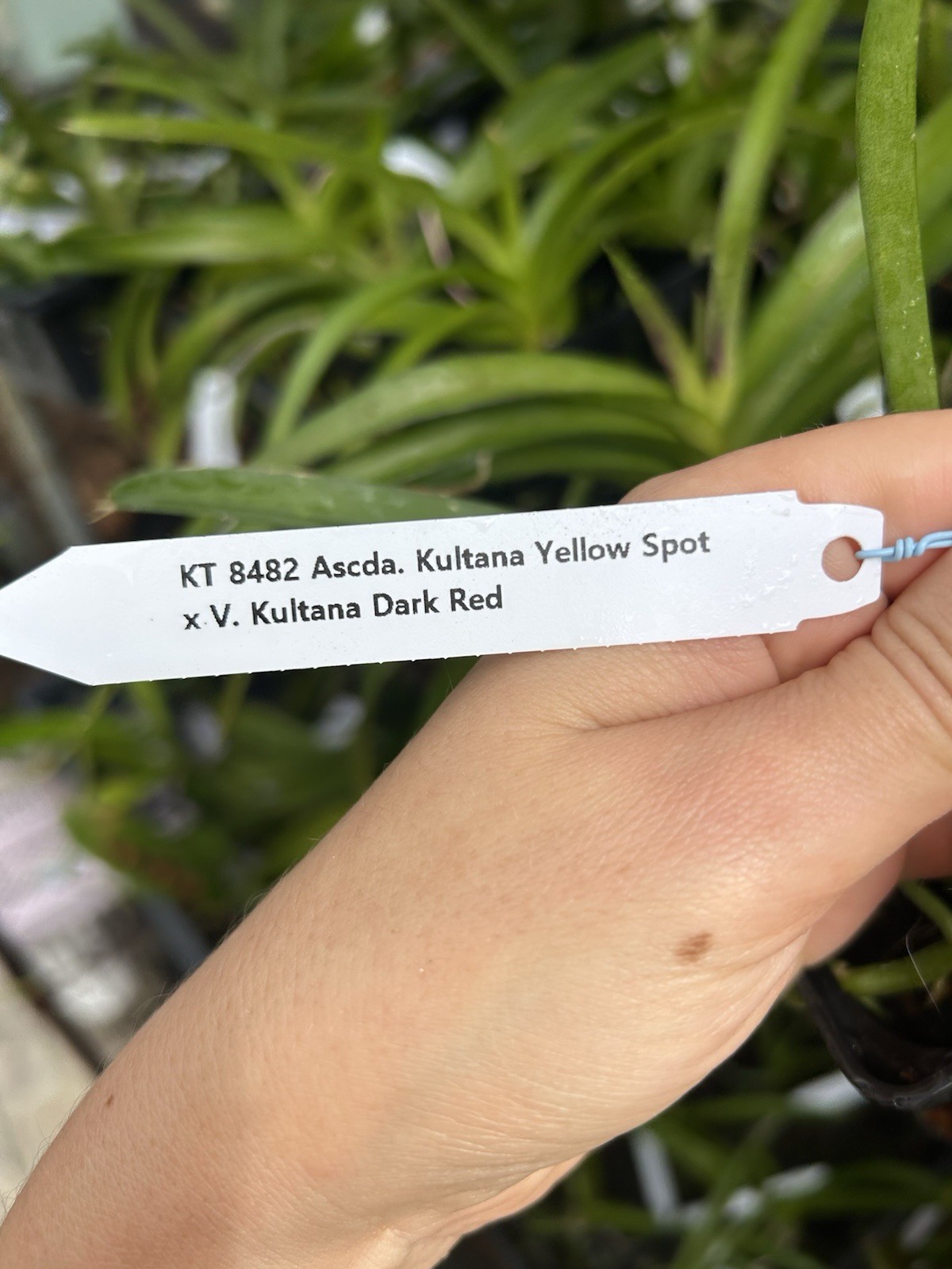 Ascda. Kultana Yellow Spot xV. Kultana Dark Red, Orchids Seedling
