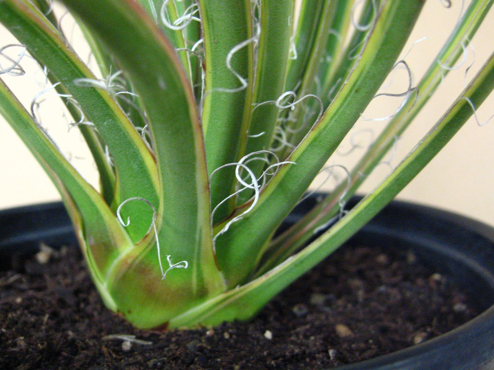 Agave “Leopoldii II” Marginata Aurea — Rare Succulent