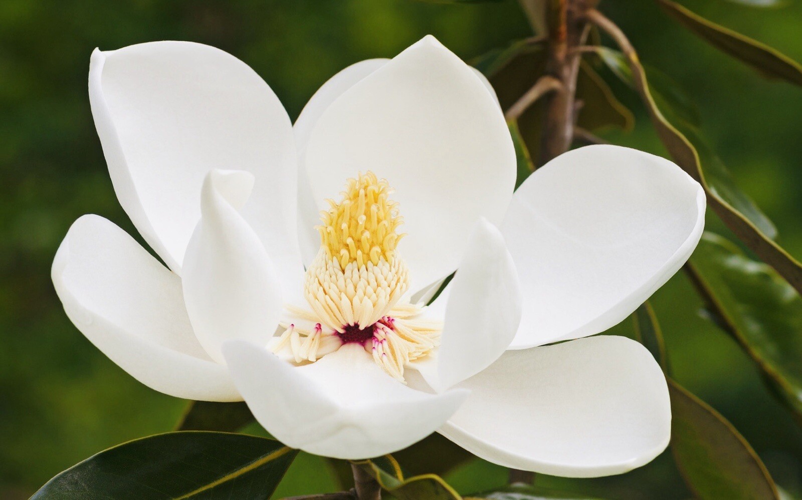 1 LIVE PLANT SOUTHERN MAGNOLIA BEST GIFT LIVE PLANT GUARANTEED