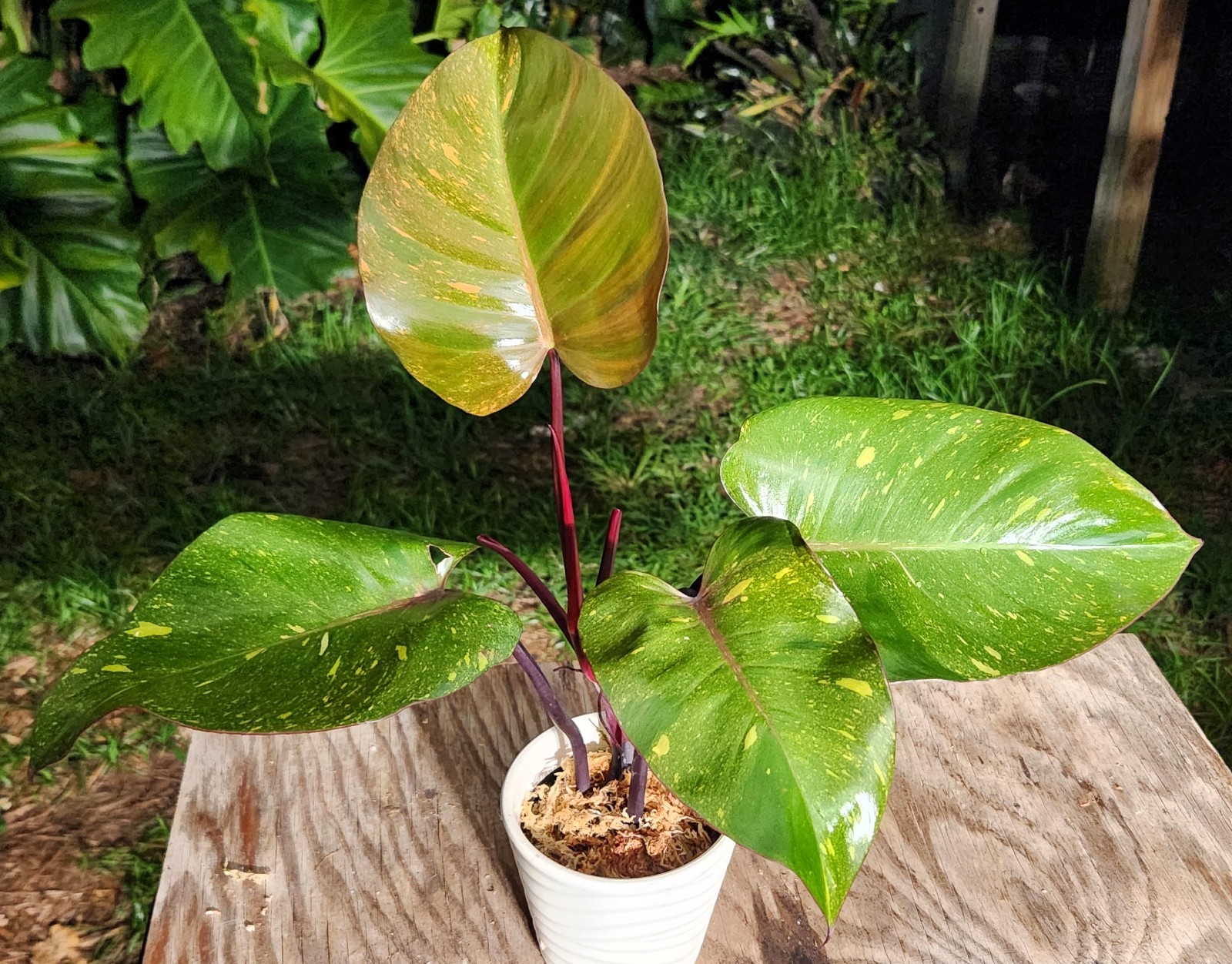 Philodendron Orange Princess marble variegated Plant in 5″ Pot 12″ Tall 19″ Wide