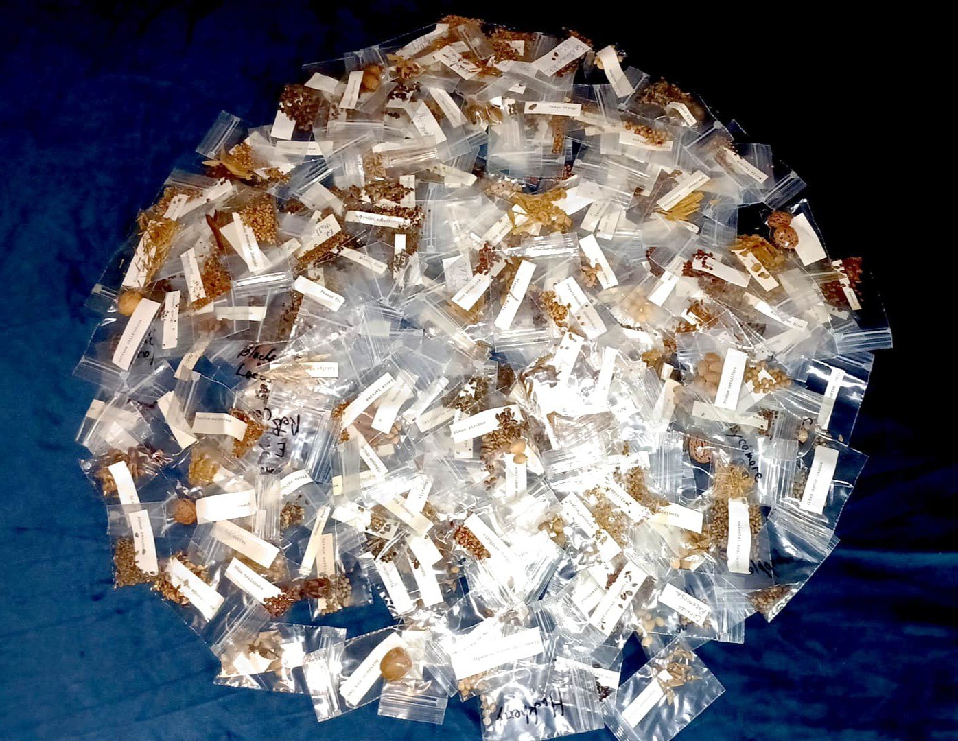 150+ PLUS SPECIES OF TREE SEEDS 6000+ PLUS IDENTIFIED SEEDS ARBORISTS GARDENERS