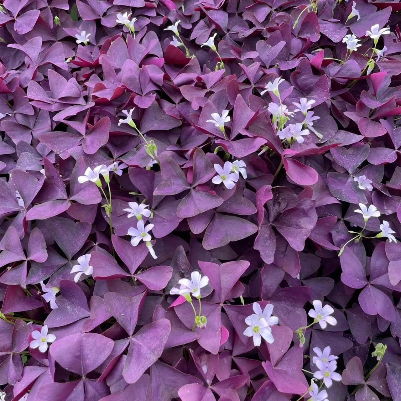 Pack of 24 Purple Shamrocks Bulbs, Oxalis Bulbs for Planting,
