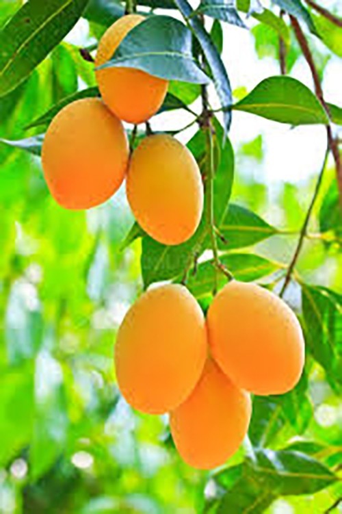 1 SUPER DOUBLE RARE Maprang (Mango Plum) live plant 2 – 3 ft