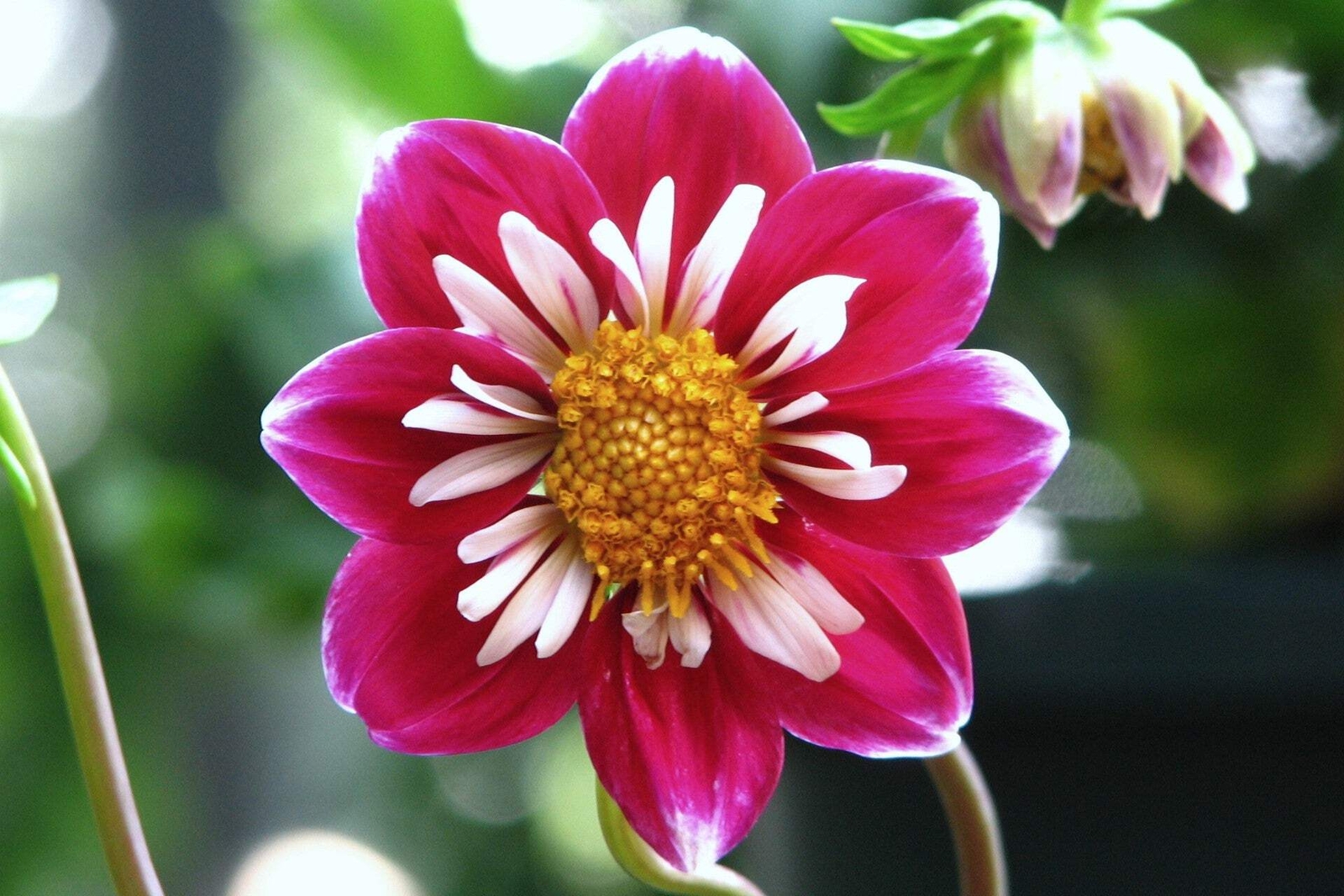 50 MIXED COLLARETTE DAHLIA Variabilis Two Tone Red Pink Yellow Flower Seeds