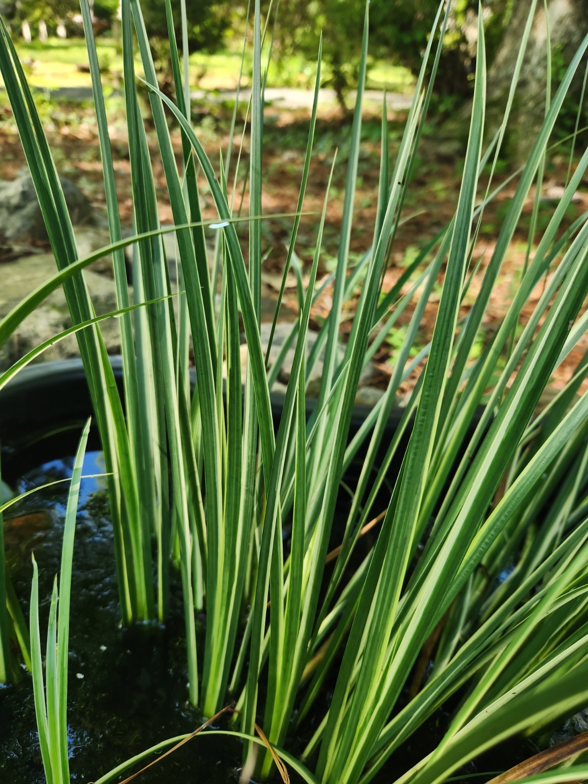 3x Variegated Sweet Flag Aquatic Marginal Pond Plant Bare Root
