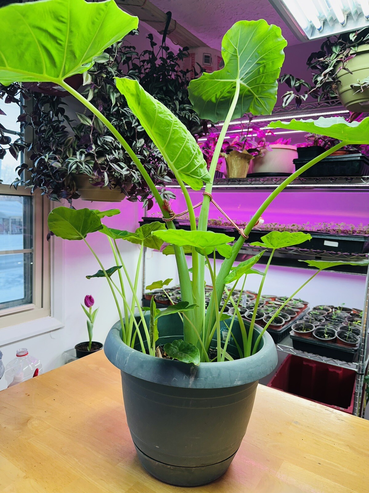 1 LIVE Colocasia gigantea Thailand Giant Thai Giant Elephant Ear Huge Leaf USA
