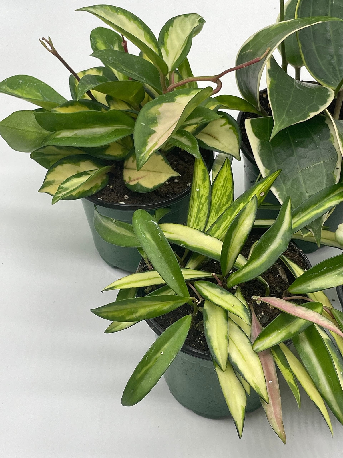 Variegated Hoya Assortment Set, Hindu Rope, Wayetii, Australis, Macrophylla, Kri