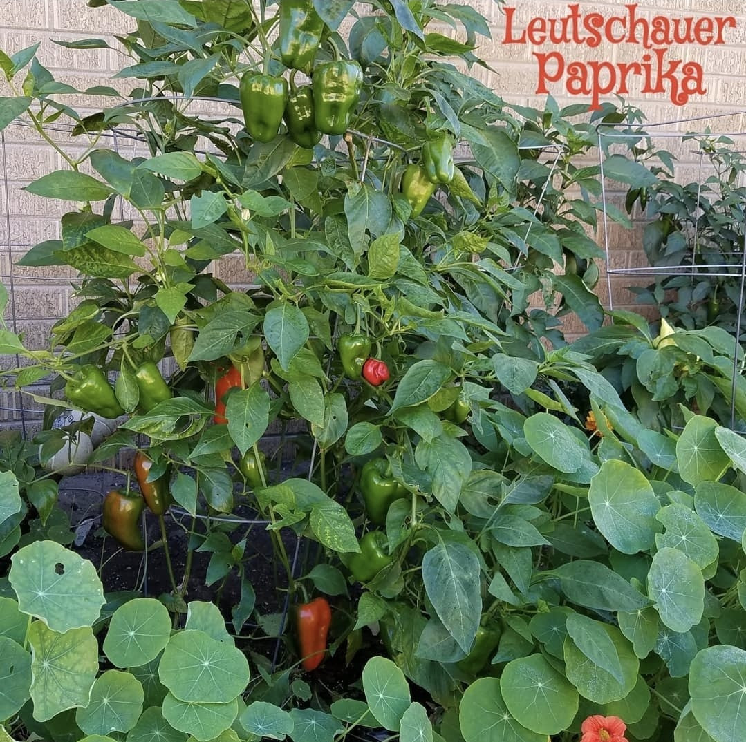 Leutschauer Paprika Pepper Seeds 10 Organic Seeds *Free Shipping*
