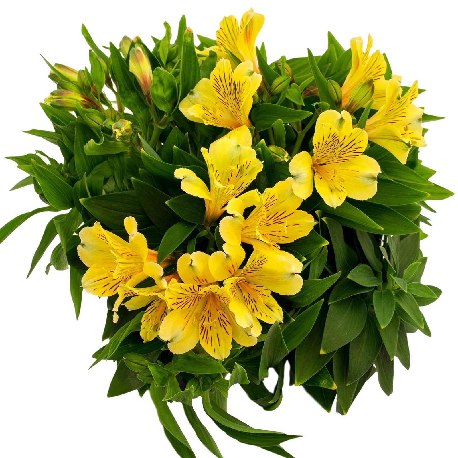 Alstroemeria Inca Rio 2 Potted Plants Rooted in Quart Pots, Easy to Grow