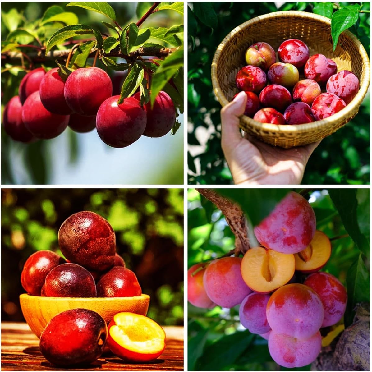150+ Wild Perennial Plum Trees Fruit Seeds for Planting Outdoors-Organic Native