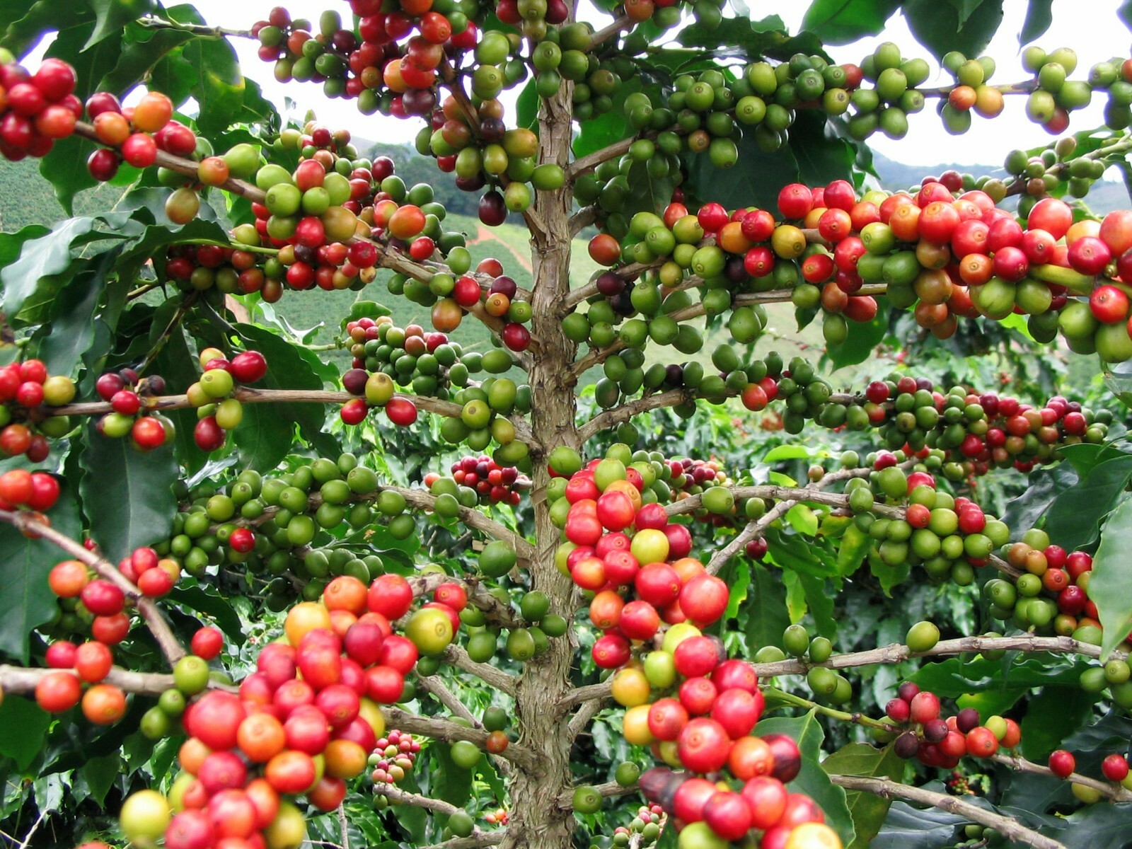 Arabian Coffee Shrub, Coffea arabica, Seeds (Showy, Edible, Evergreen, Fragrant)