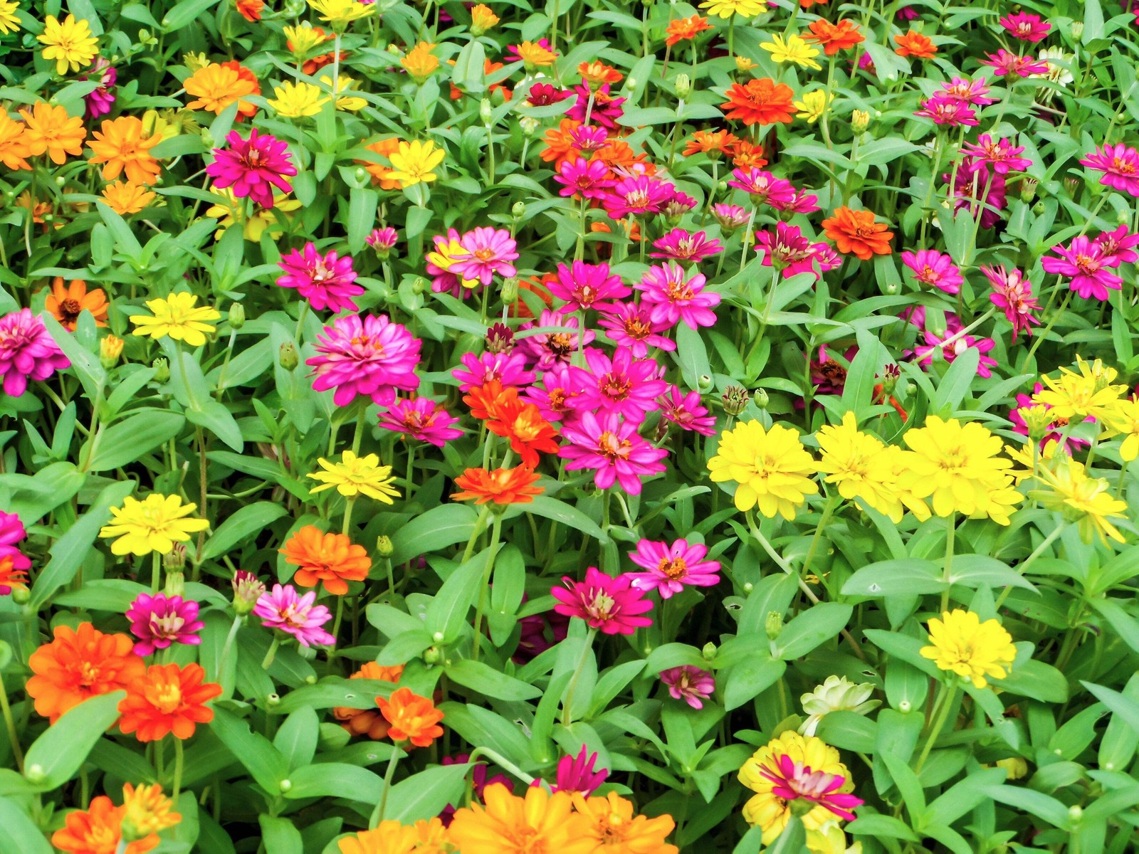 250 ORANGE CLASSIC ZINNIA Elegans (Narrow Leaf / Creeping Zinnia) Flower Seeds