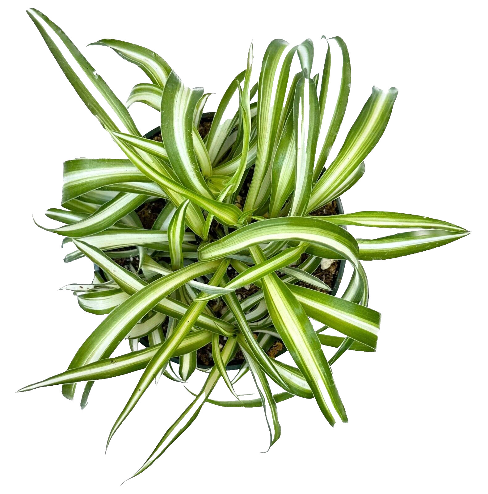Bonnie Curly Spider ‘Chlorophytum Comosum” live Plant in 4 inch Pot w/ Soil