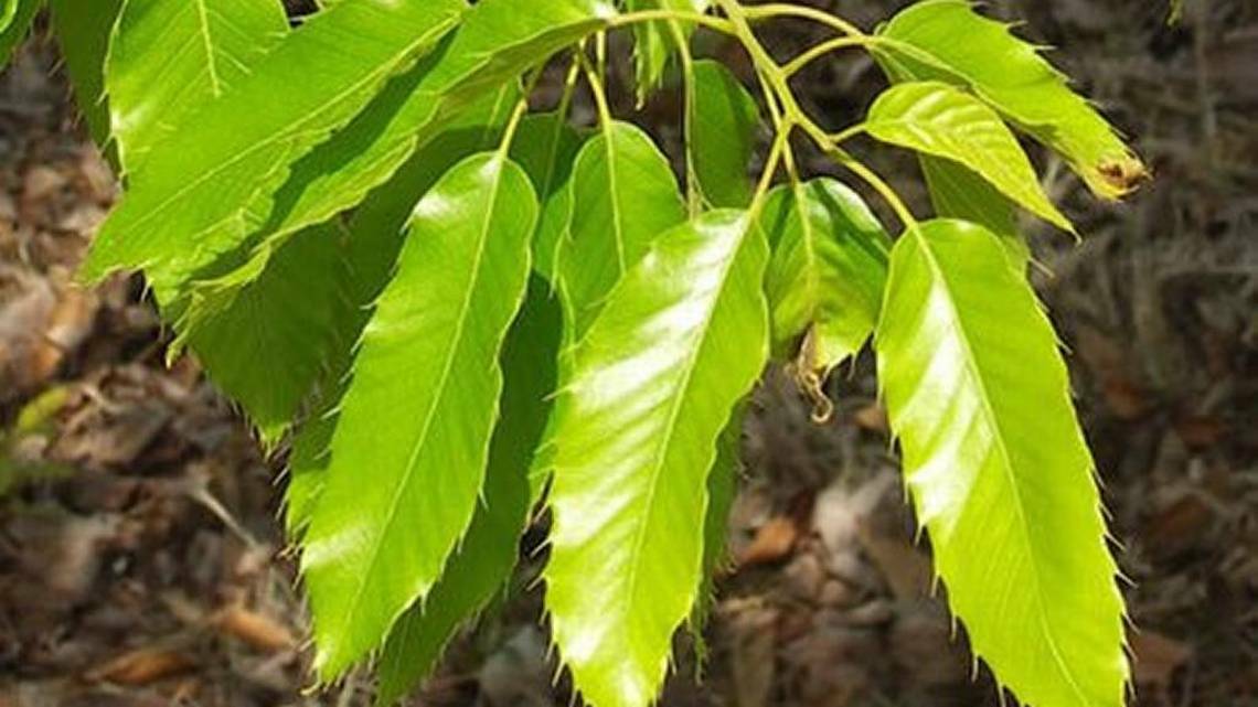 SAWTOOTH OAK (25) TREES 13-18″ TALL (with free orange tree)