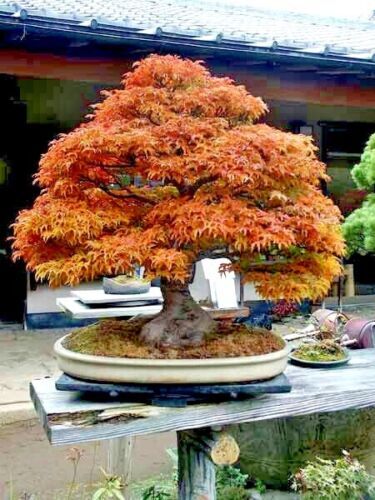 TRIDENT MAPLE TREE SEEDS (Acer buergerianum) Hardy Fall Colors Bonsai Plant