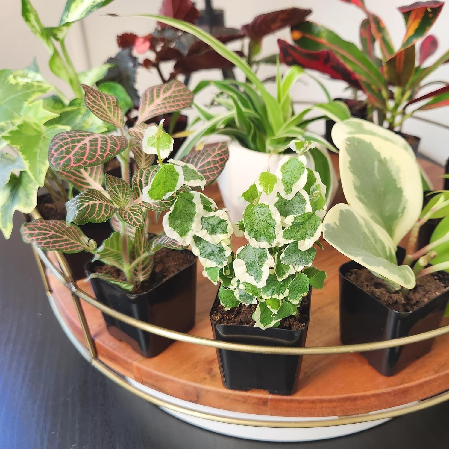 2″ Potted Mini Indoor Plants – 12 Varieties