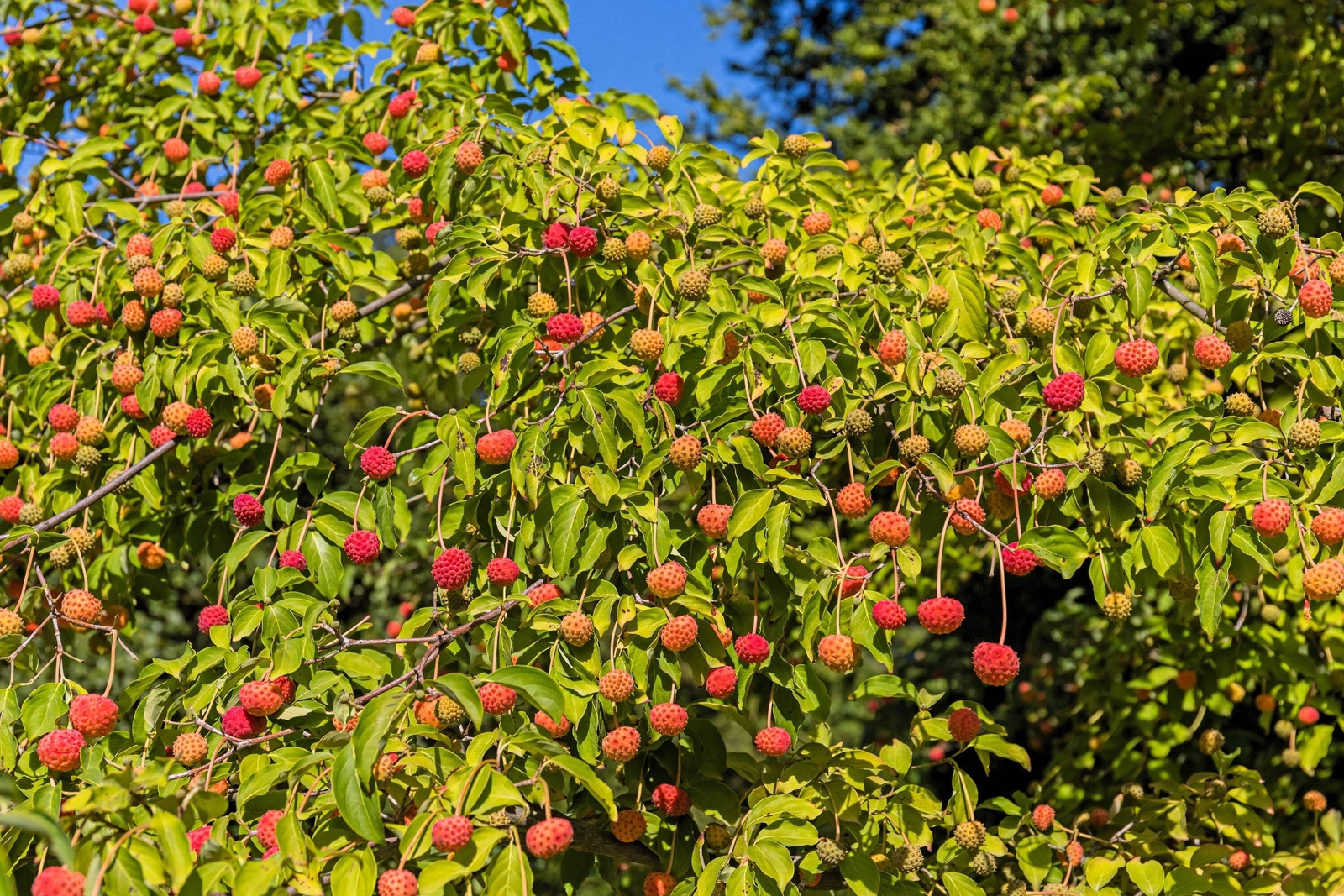 20 HIMALAYAN DOGWOOD / STRAWBERRY Tree White & Pink Flower Red Fruit Seeds