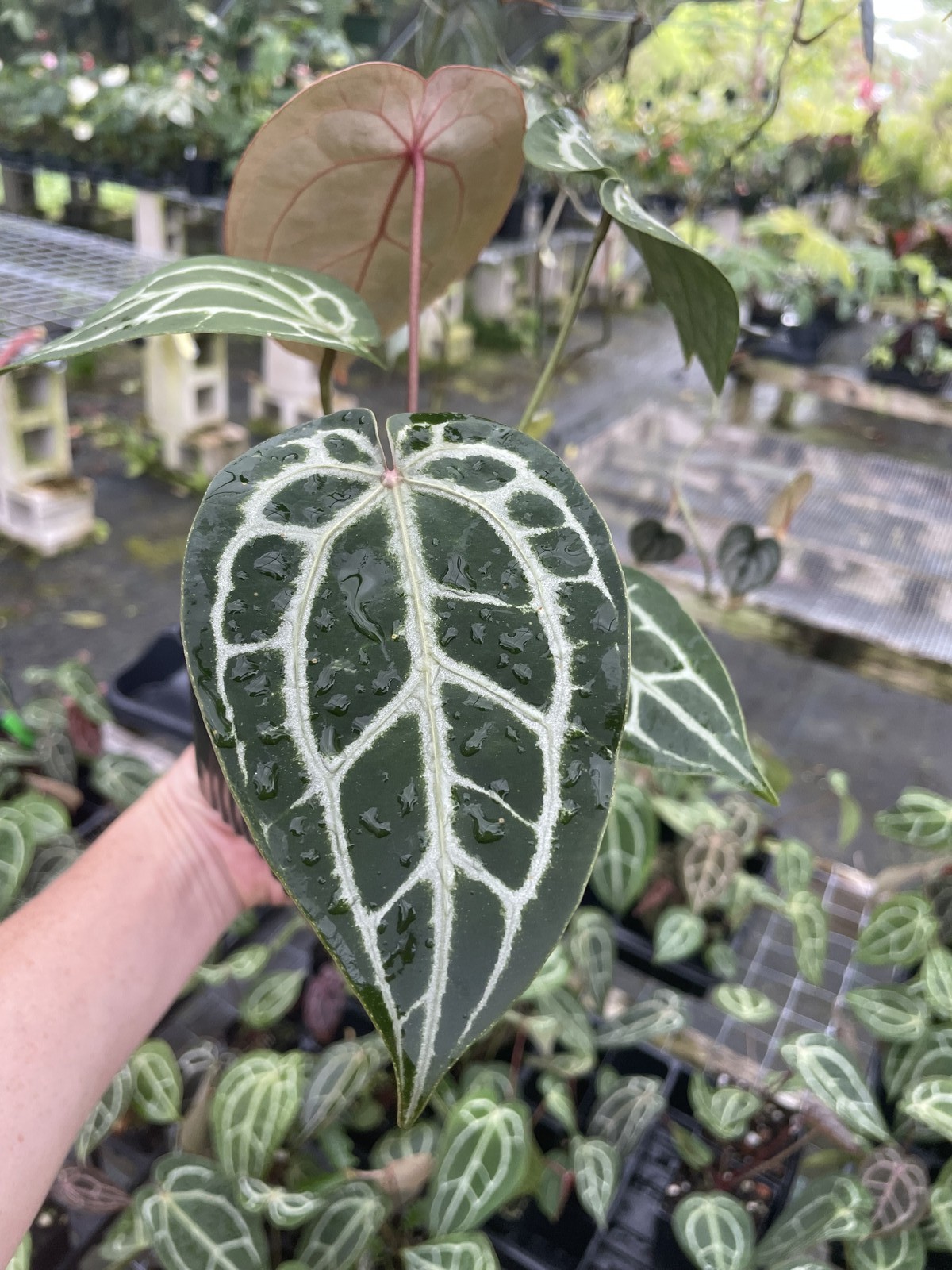 Anthurium Red Crystallinum Doc Block 4″ pot, Fedex 2day*