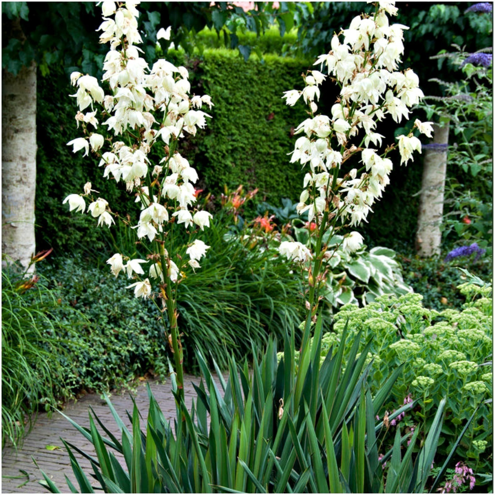 3 Yucca Adam’s Needle Plants 10″ To 12″ Tall