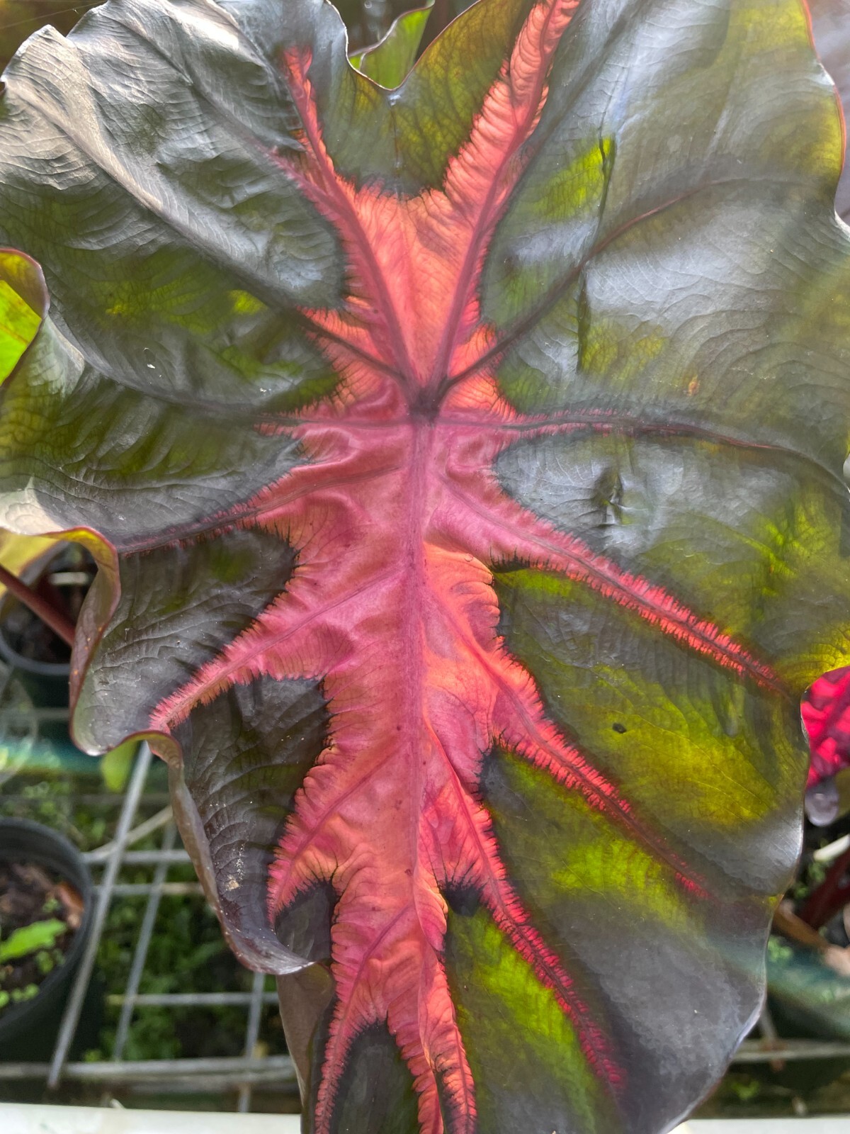 Colocasia Redemption / Elephant Ear – Large 1 Gallon Size – Largest on eBay!!