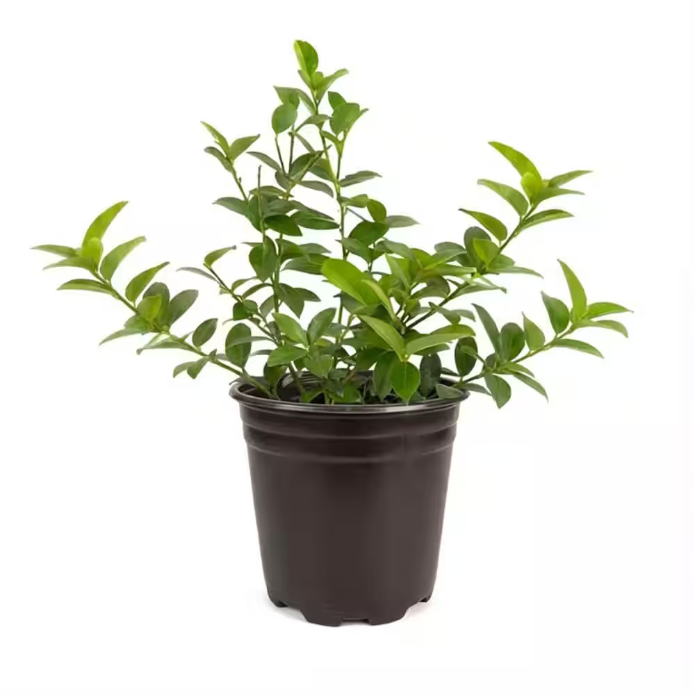 1 Gal Persian Lime Tree Live Plant (Bearss), Seedless Fruit, 1-Pack