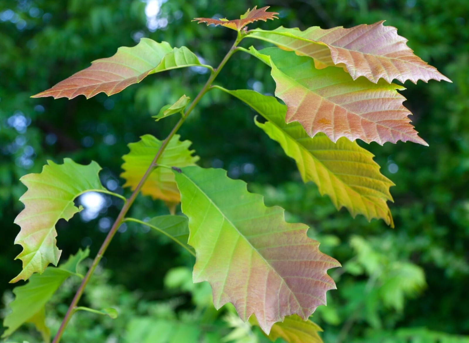 1 Chinkapin Oak Tree 12-24″ Quercus muehlenbergii Bare Root