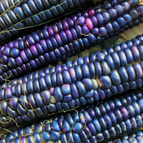Rio Grande Blue Ornamental Corn Seeds | Hopi Azul Flint Indian Dent Seed 2024