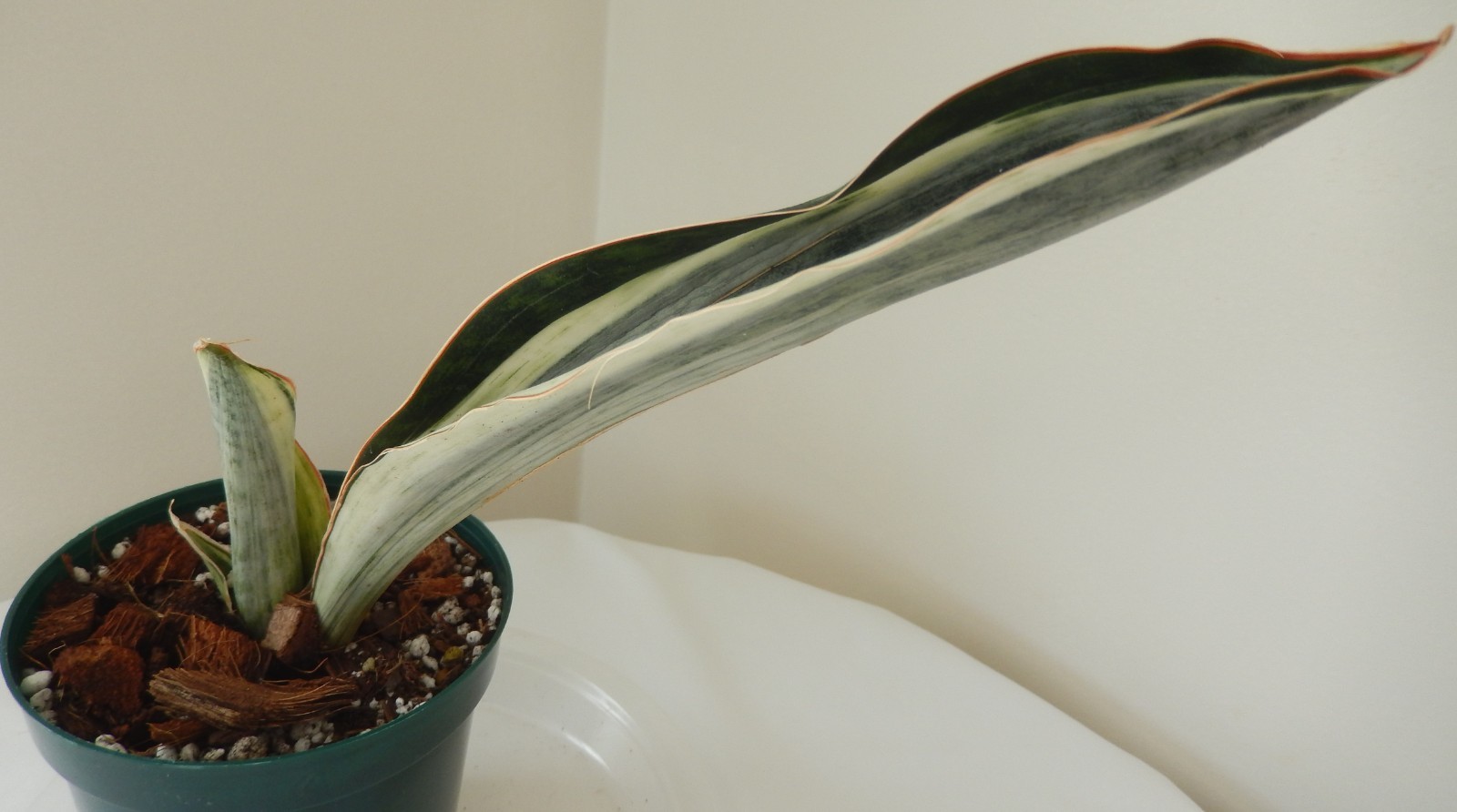 White Variegated Whale Fin Sansevieria Rooted In 4″ Pot Tag #34