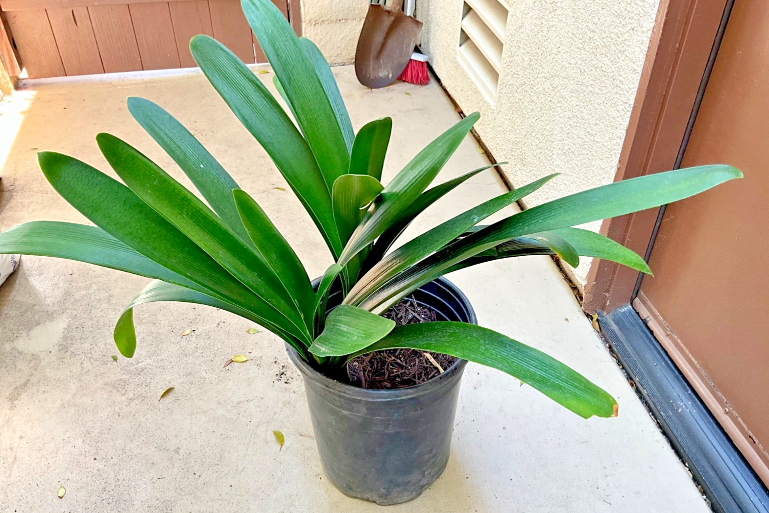 2 Large Mature, Yellow Clivia Miniata Bush Lily Plants, 13 Leaves Each Plant