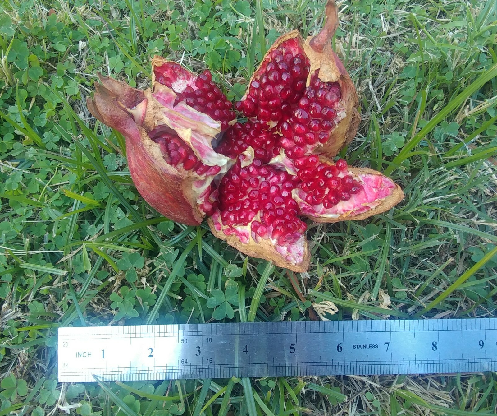 6 (six) cuttings of POMEGRANATE (WONDERFULL) 8″-12″ for propagation (no root)
