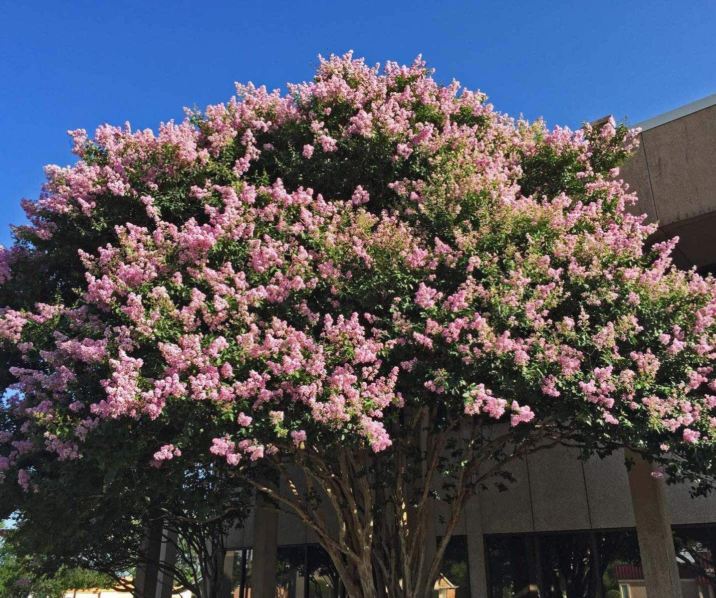Biloxi Crape Myrtle: Fast-Growing Shade Tree with Delicate Baby Pink Blooms