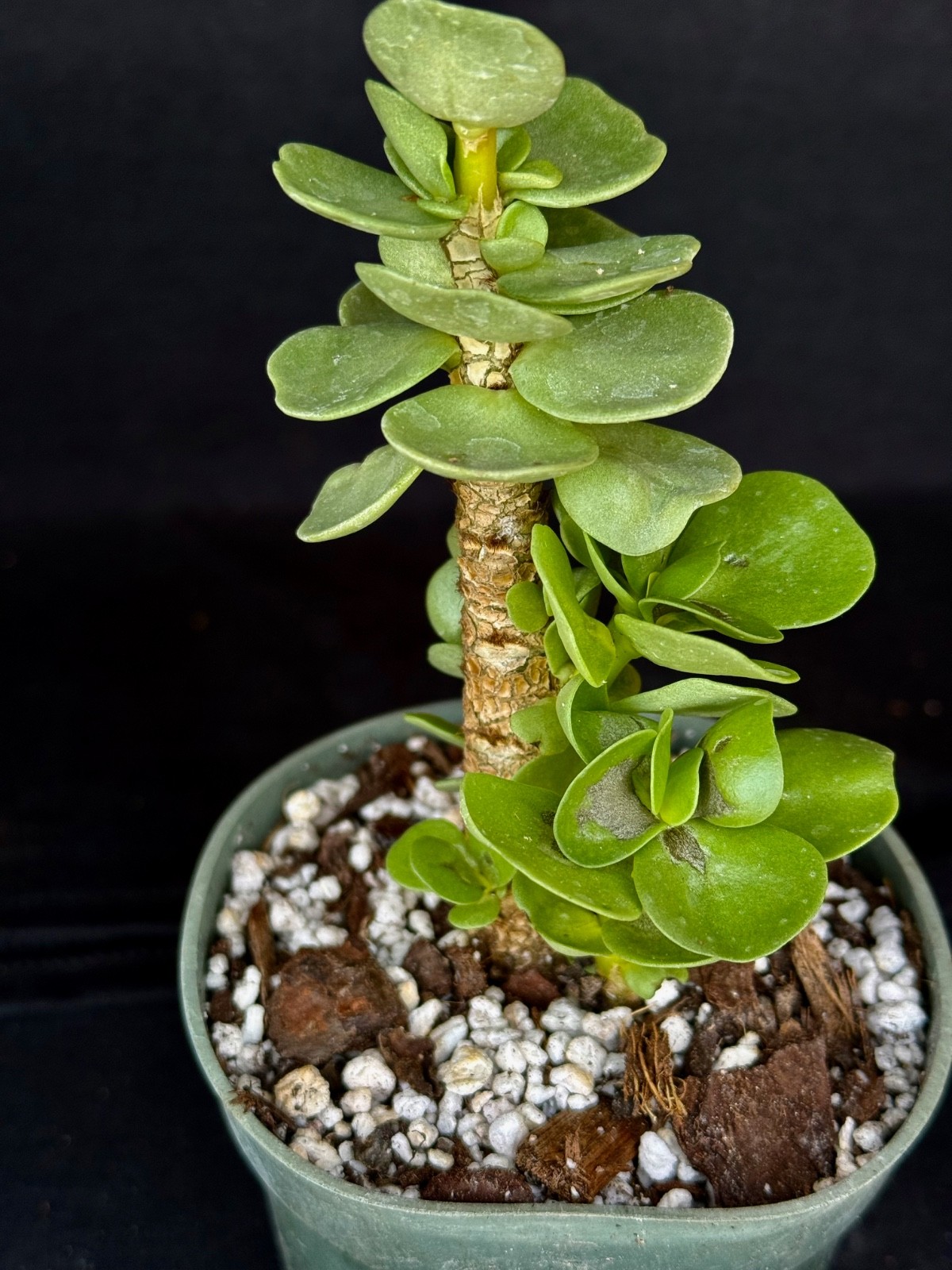 Portulaca molokiniensis, succulent