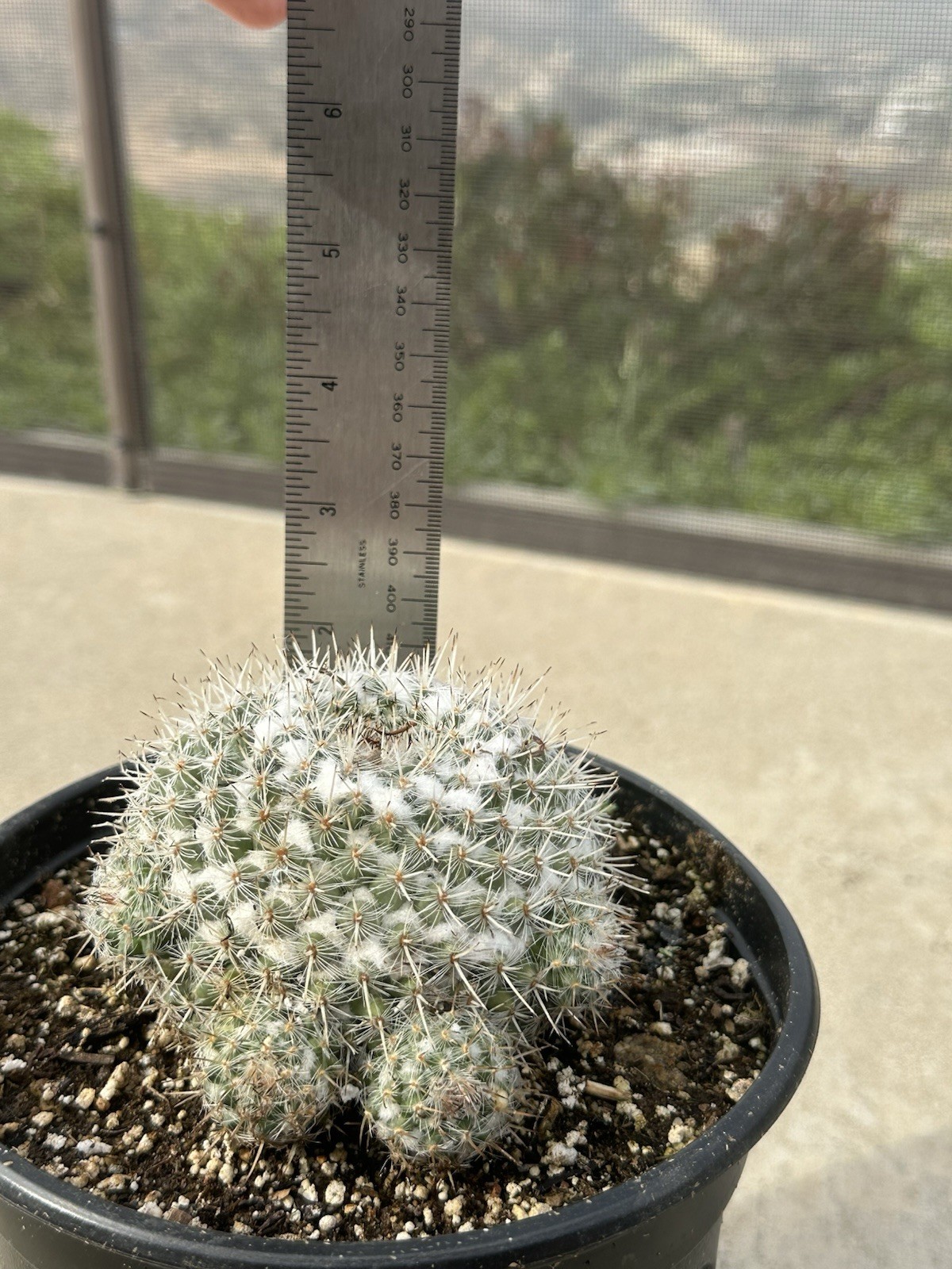 1 Gallon Pot Large Mammillaria Hahniana Old Lady Cactus Mature With Pups Free SH