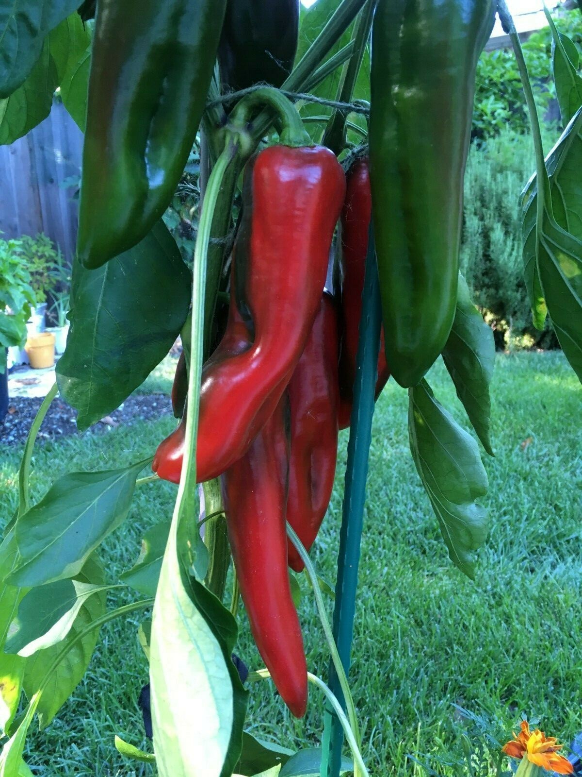 15 Giant Red Marconi Sweet Pepper Seeds  from Italy 8-10in Large Heirloom 