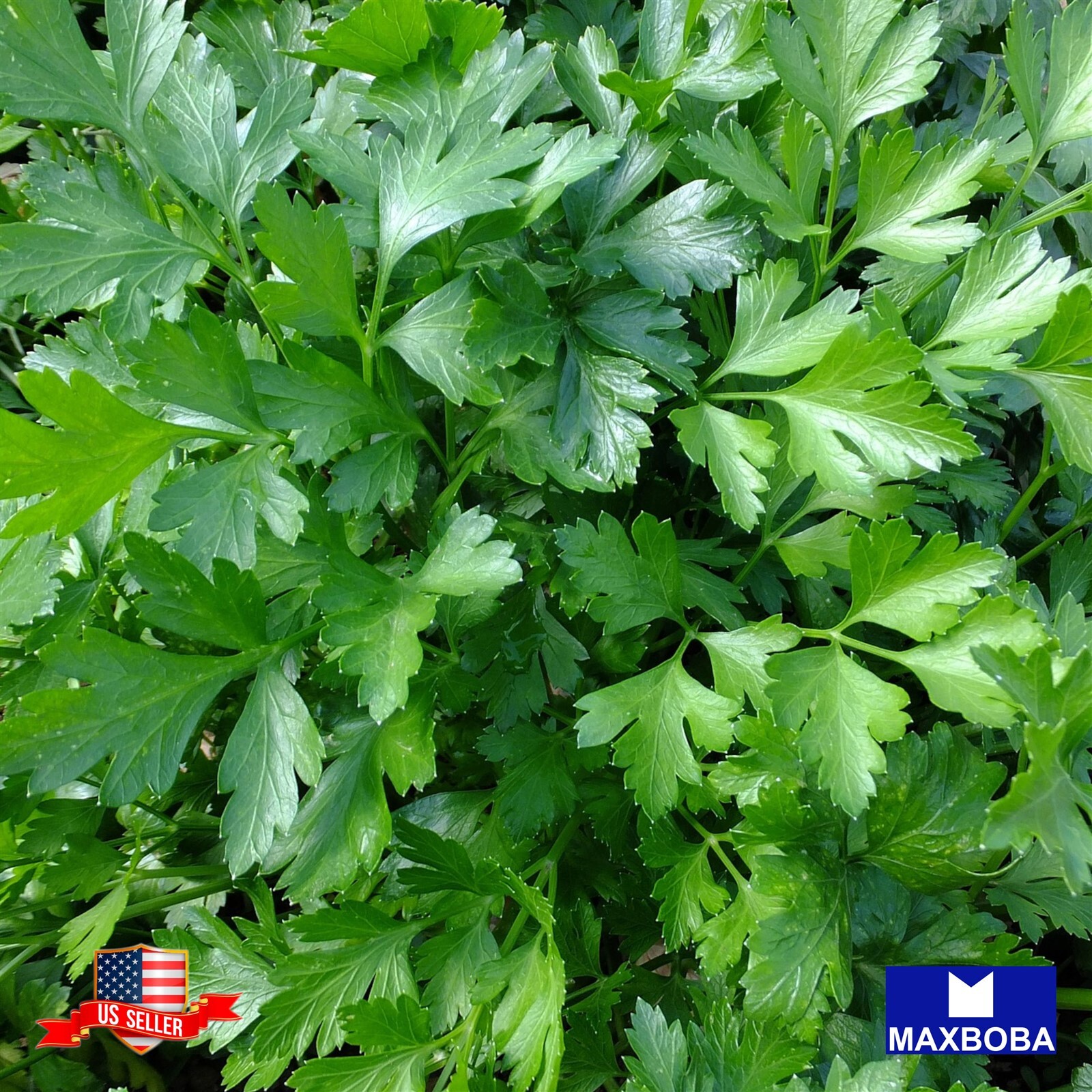 Non-GMO Parsley Seeds Evergreen Heirloom / Garden Vegetable / Fresh