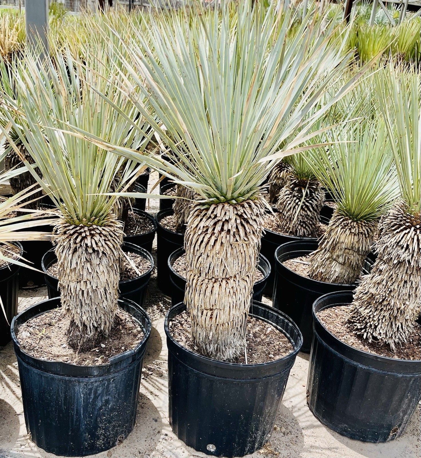 BLUE BIG BEND YUCCA ROSTRATA HARDY SUCCULENT LIVE PLANT 32”-36” TALL Bared Root