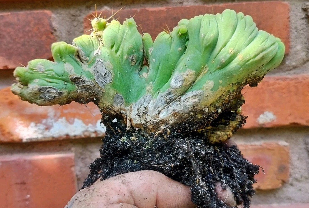 Sacred Cactus – Bridgesii -TBM Crested) – Fully Rooted (Exact Cactus)