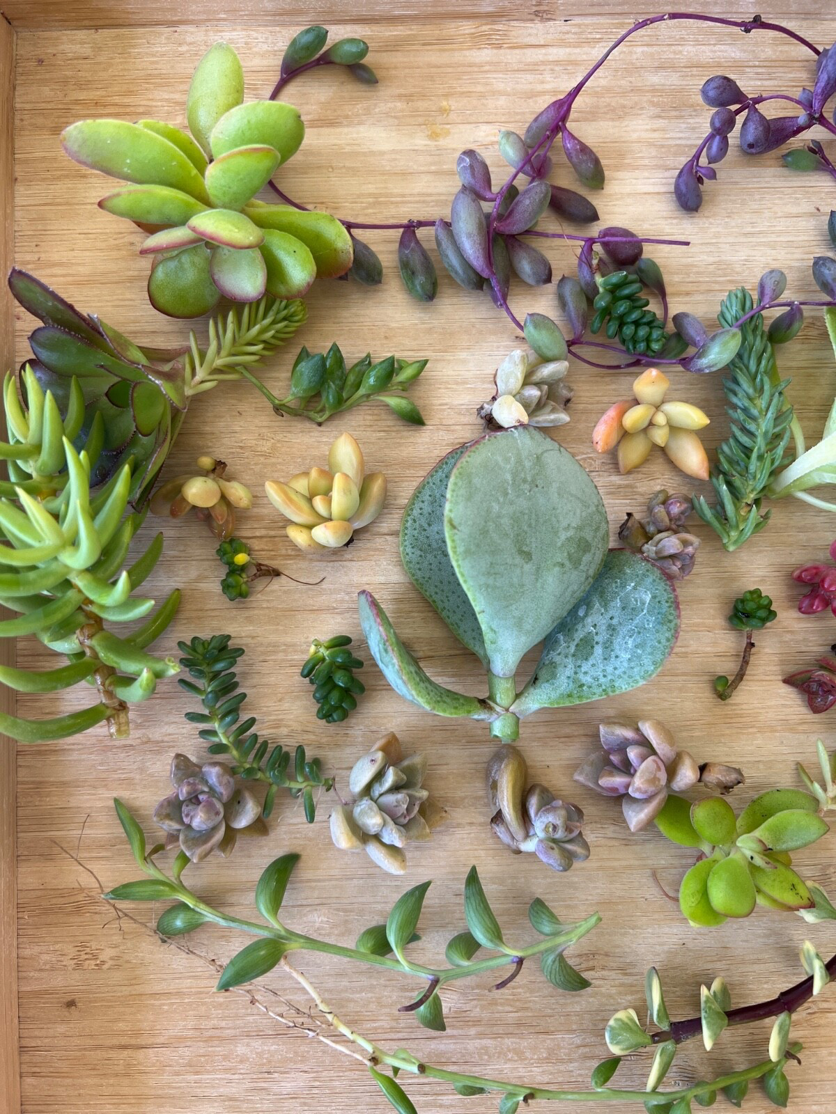 Cutting Succulents & 3 kind of String & 1 Extra Assorted Box Free Shipping