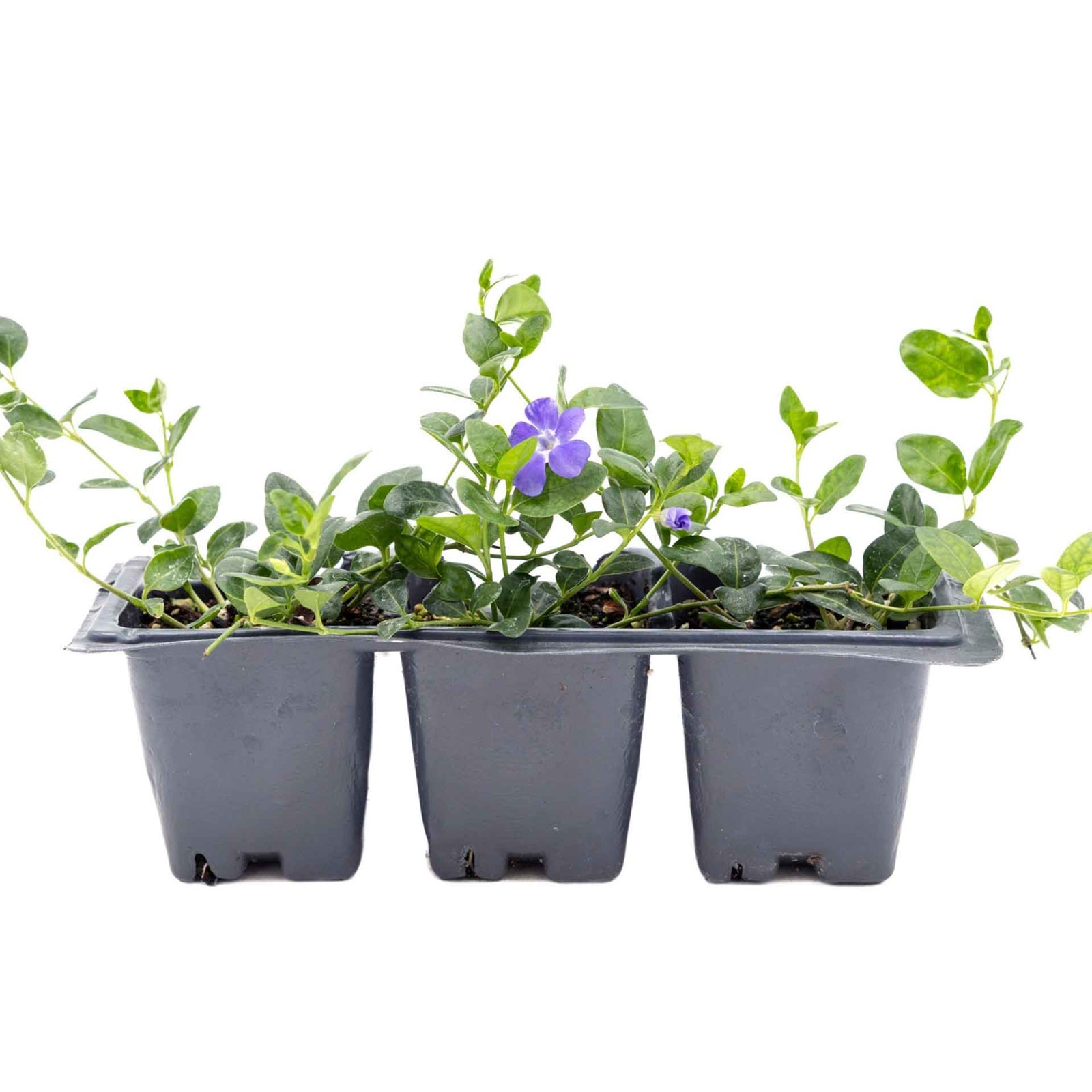 3 Common Blue Periwinkle Plants in 2.5″ Cubes | Flowering Groundcover (Vinca)