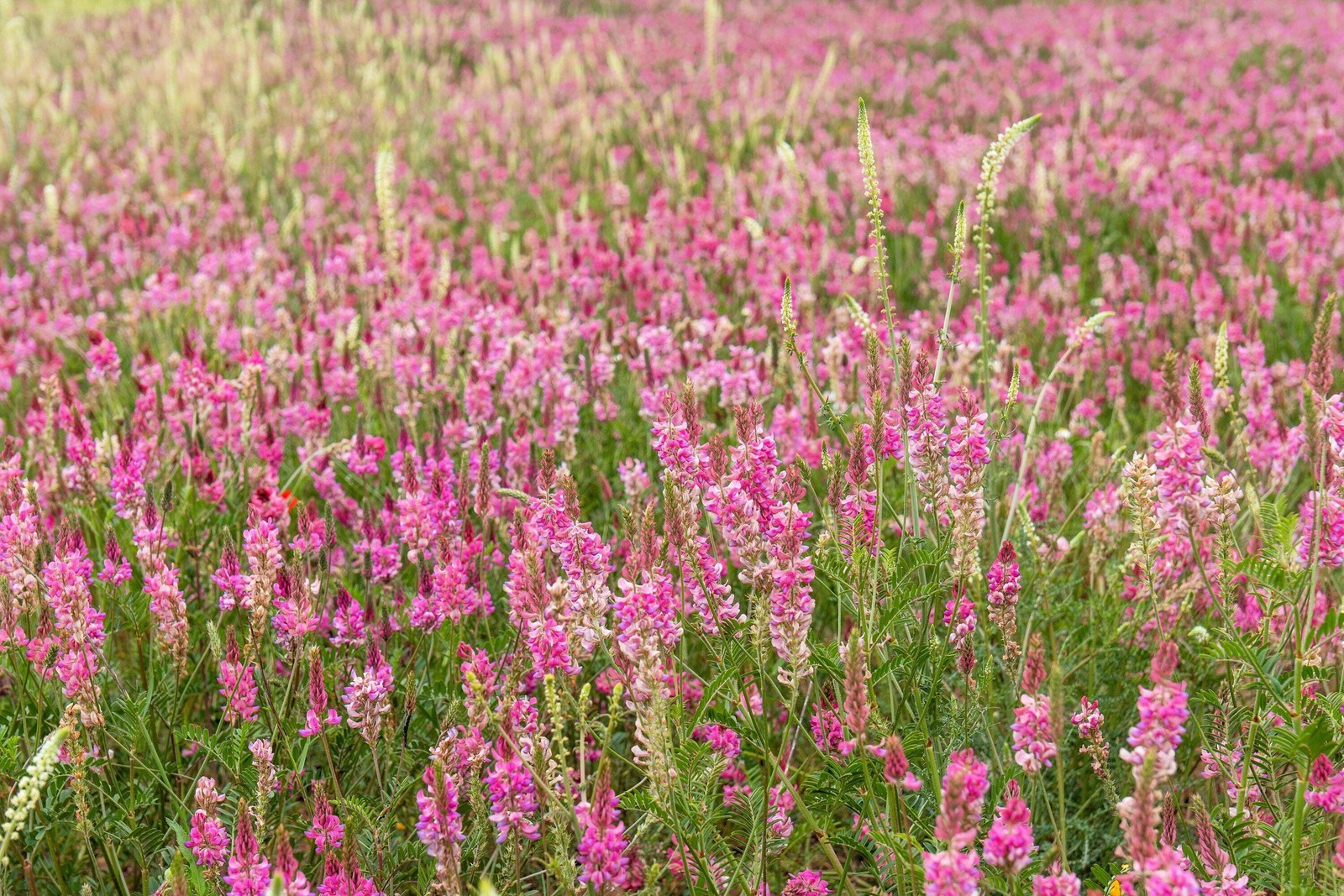 50 PINK SAINFOIN Onobrychis Viciifolia Holy Clover Legume Ground Cover Seeds
