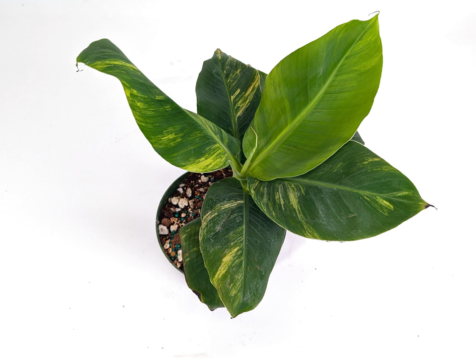 Variegated Dwarf Cavendish Banana Tree – Rare Exotic Tropical Indoor Houseplant