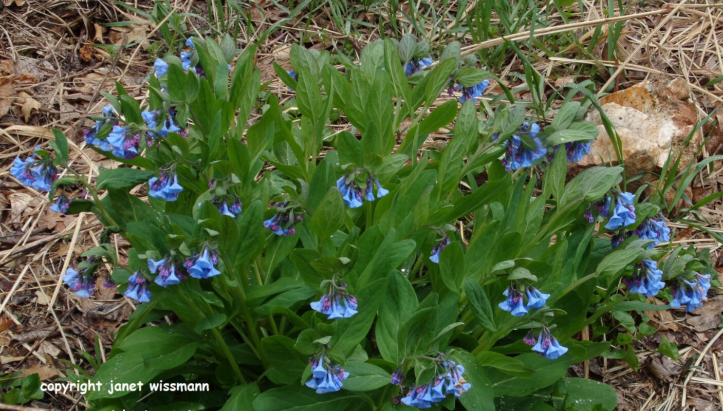 200 SEEDS VIRGINIA BLUEBELLS Mertensia virginica *Must PLANT in SUMMER *PlsREAD*