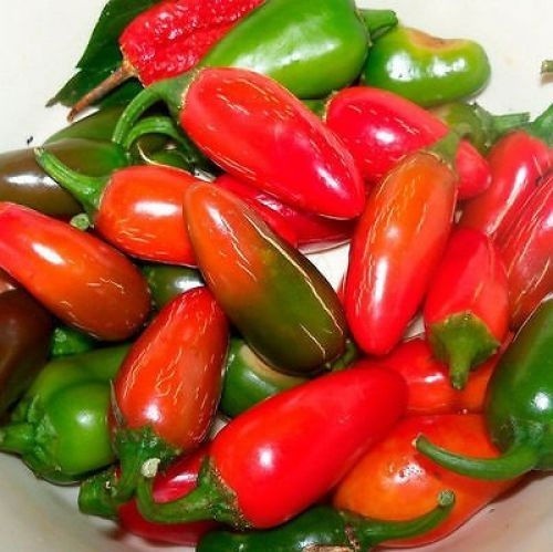 Jalapeno Tam Hot Pepper 25 – 4000 Seeds Mild Great for Containers! Heirloom