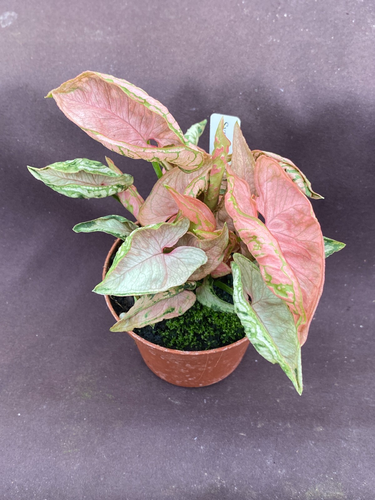 Syngonium Pink Chameleon aka Syngonium Rolli, Rooted Plant Shipped in 3″ Pot