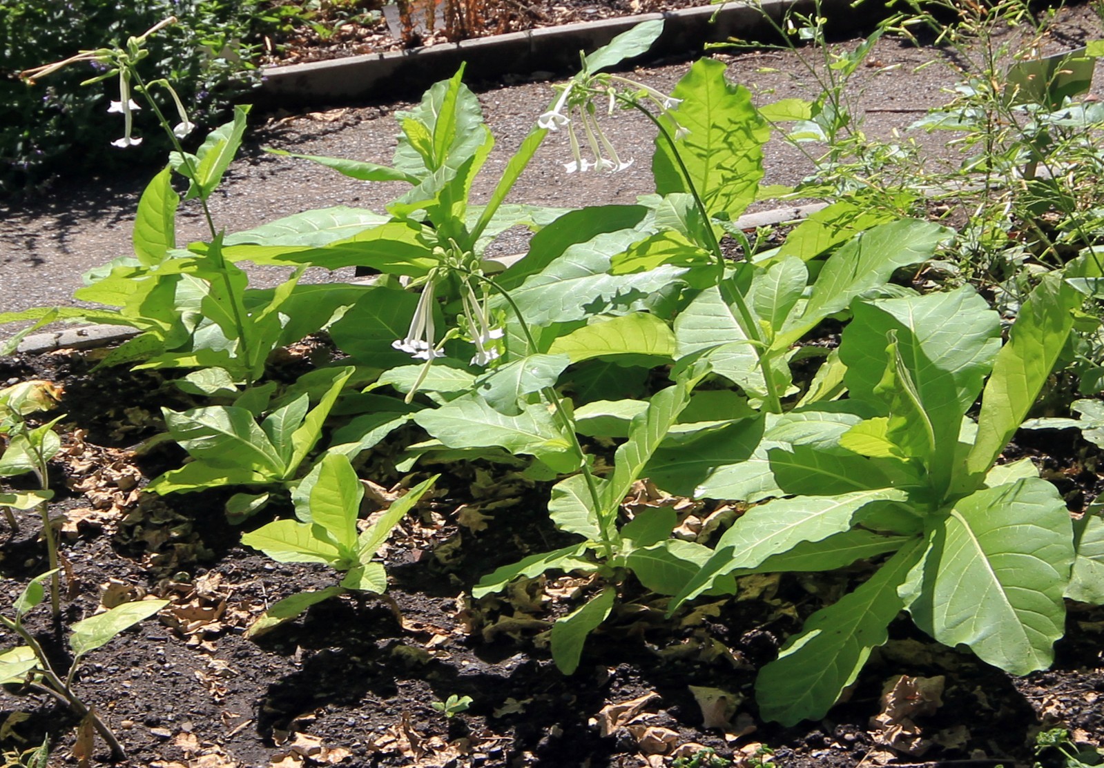 3000 Nicotiana Sylvestris Seeds – Woodland Tobacco – Flowering Tobacco