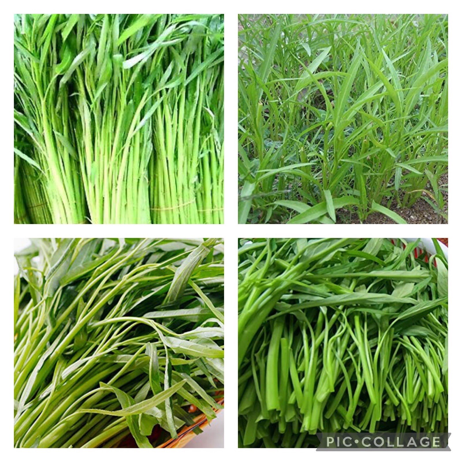 20 Packets Asian Vegetable Seeds for Planting. NON GMO. Grow your own food!
