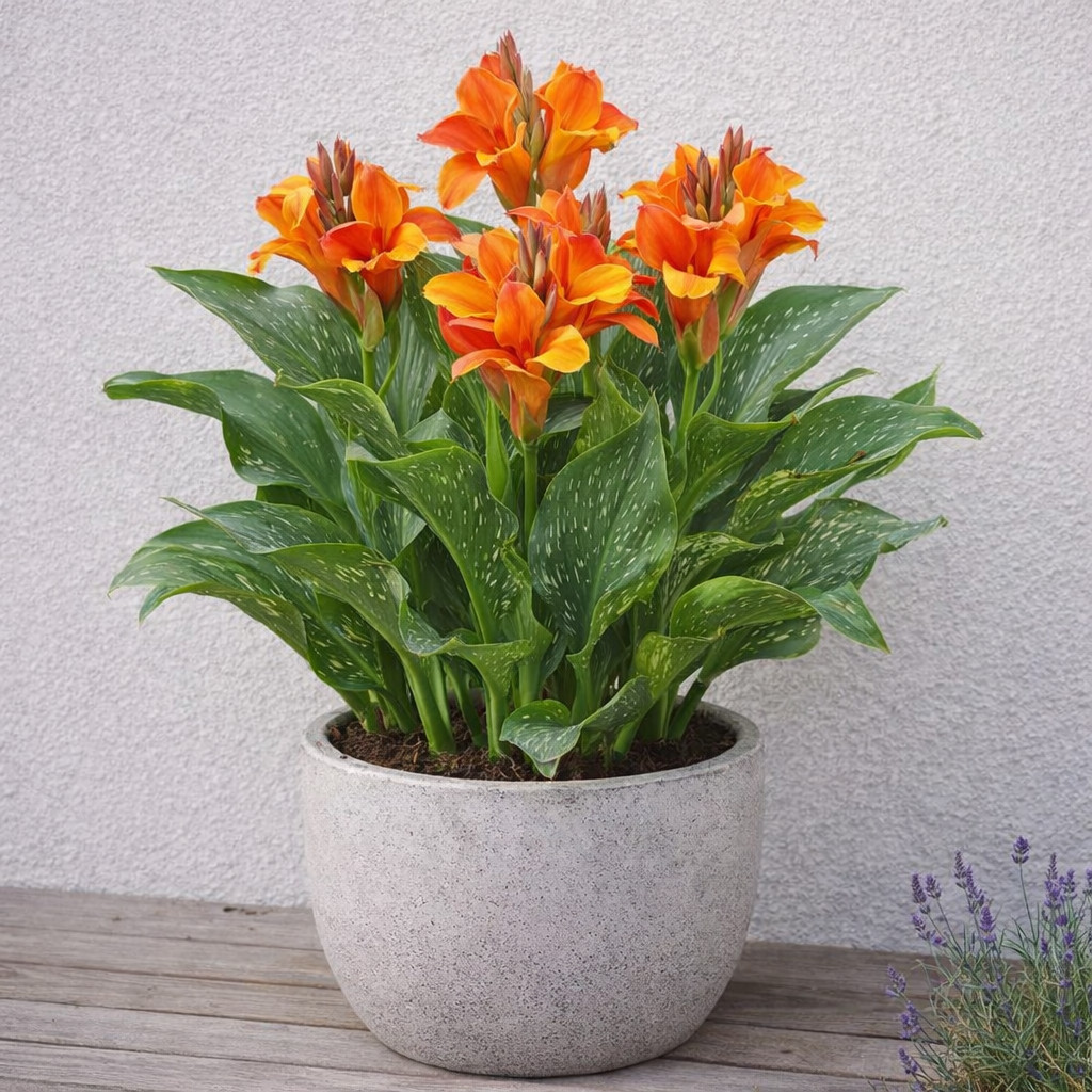 Flame Calla Lily Bulbs – Fiery Orange & Red Bicolor Blooms- Cut Flowers(3 Bulbs)