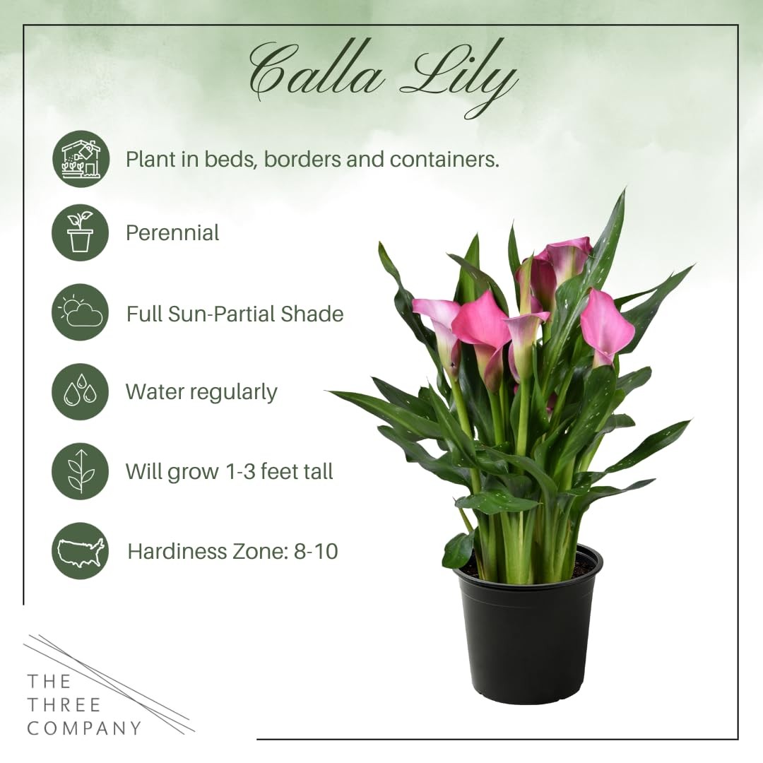 The Three Company Live Flowering Calla Lily 2 Plants Per – 3 – – 12 Tall
