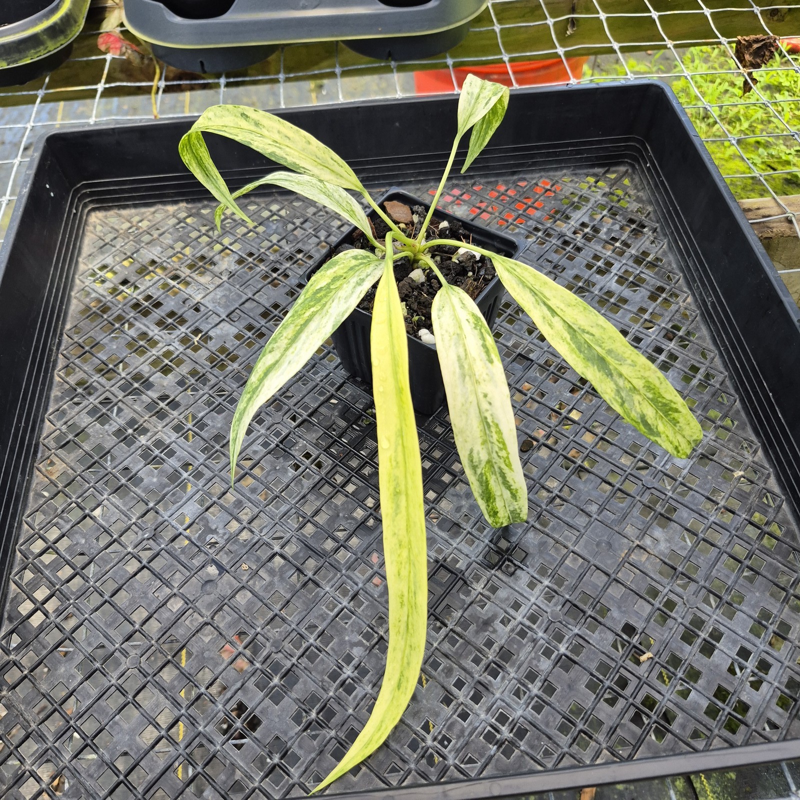 Anthurium Vittarifolium , Exact Plant Variegated Ships Nationwide