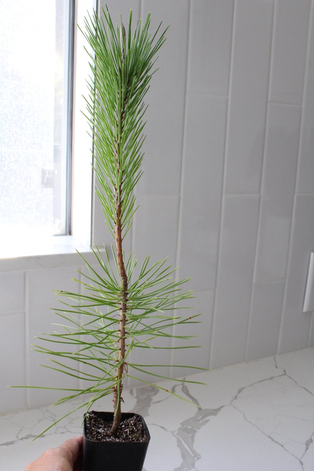 Japanese Black Pine Bonsai, 2 Inch Pot, Live Tree Starter, Beginner Friendly